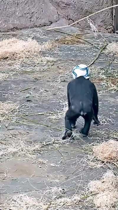 Baby Gorilla loves his new toy