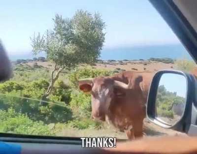 Cow helping a fellow driver with directions