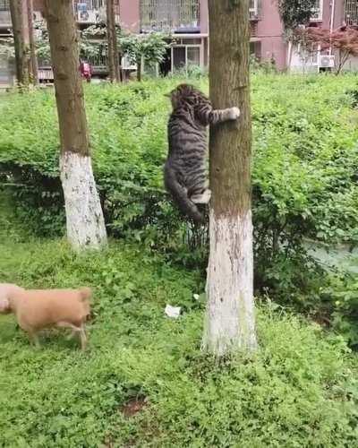 Where did that darn cat get to...