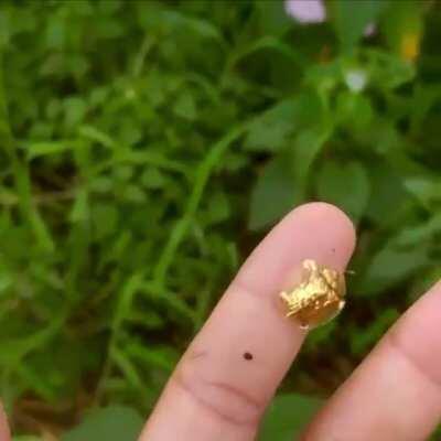 The Golden Tortoise Beetle (scientific name: aspidimorpha sanctaecrucis)