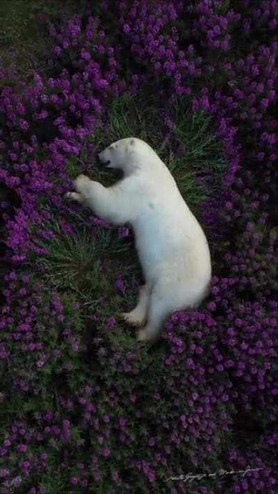 Polar bear asleep in a meadow