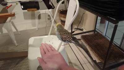 Budgie can't see glass table and tries to hop onto hands :)