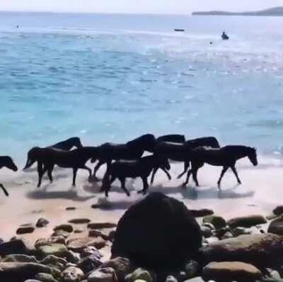 Retired race horses having a day out at the beach