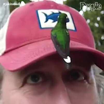 Wholesome encounter with a hummingbird