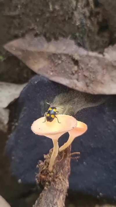 🔥 Beetle enjoying a Mushroom Spore Shower 🔥