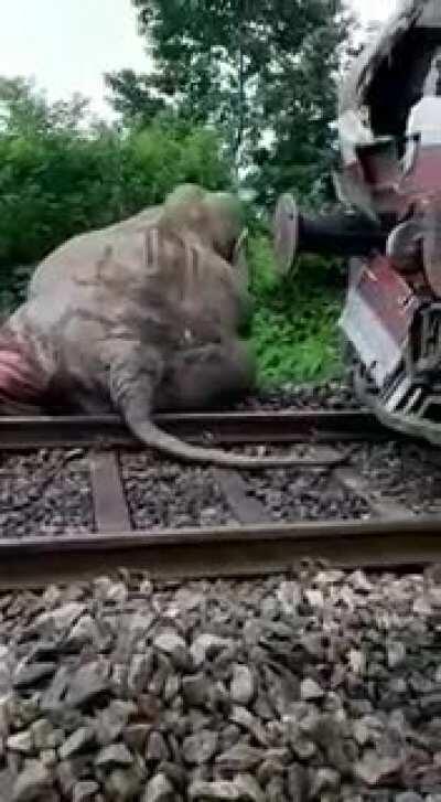 A wild elephant rammed into a train to save its herd. This legit made me cry.