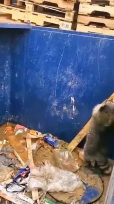 This raccoon using a plank to get out of a garbage container