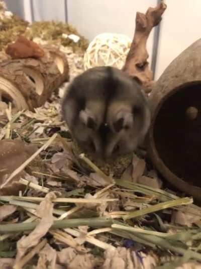 Note to self: don’t’ try to balance on top of a grain ball when eating them