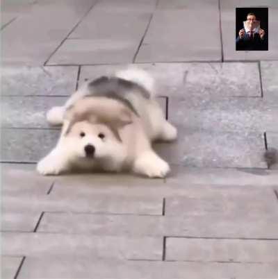 Fluffy dog had a hilarious slip-and-slide