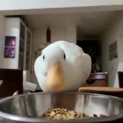 A hungry duck