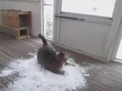 Cat Loves to Play With Snow Brought Indoors By Owner