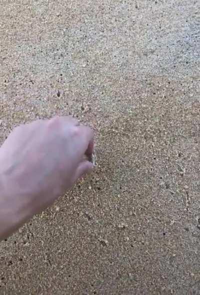 The speed of this little crab