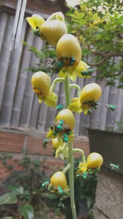 🔥 Fascinating green emerald bees