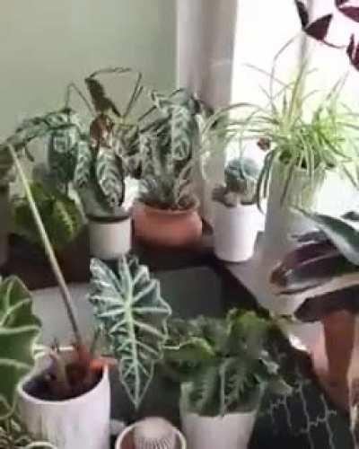 Plants waking up and sleep