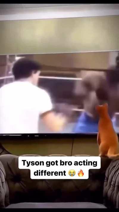 Cat learn from Mike Tyson and is now Meow Tyson wunker