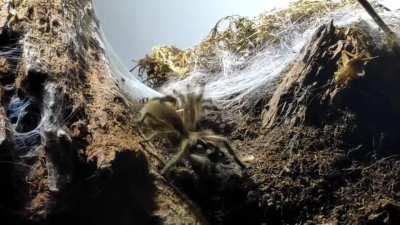 Did I just capture food envy between tarantulas?! M. balfouri