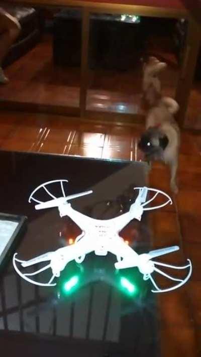 Confused dog thinks she's a drone