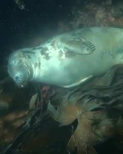 🔥 Peaceful slumber of this seal