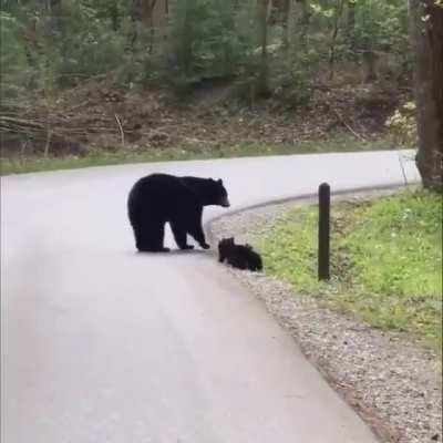 Mommy bear with her four cubs..