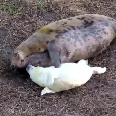 This mamma fur seal trying to calm her excited pup for bed.