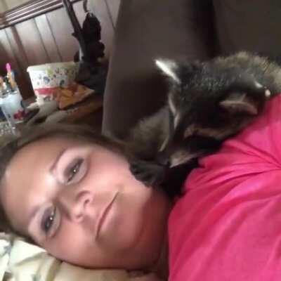 Domestic raccoons can be very affectionate, they return your love ten fold.