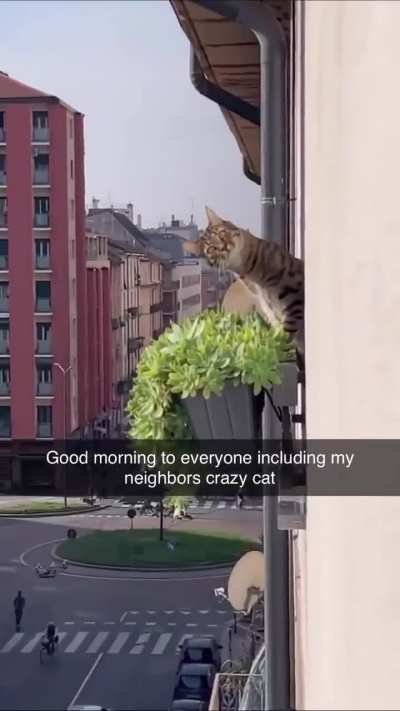 AnimalsBeingStrange