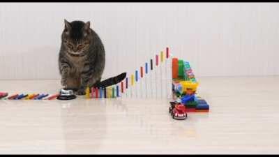 Cats vs Dominoes...