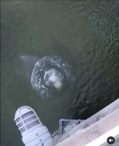 Guy does a flip off the John Seigenthaler Pedestrian Bridge