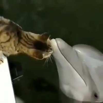 Kitty wants the dolphin to pet her.