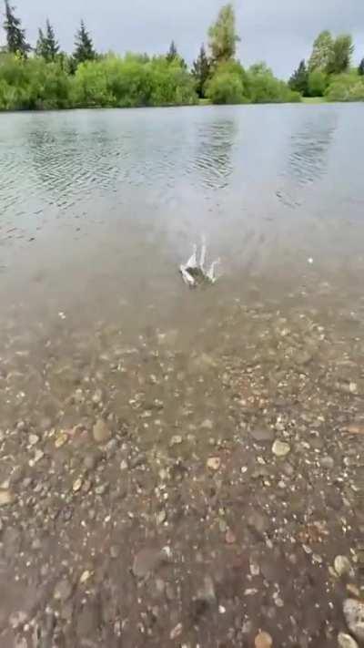 This fish had enough already 