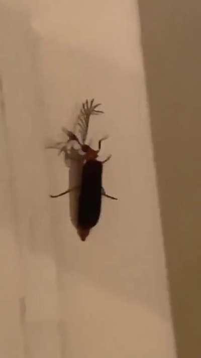 The Eyelash Bug!