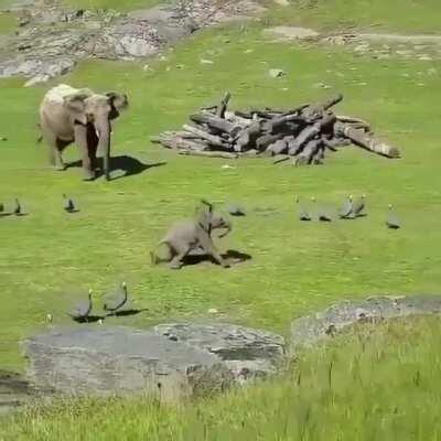 A baby elephant trying to catch turkeys