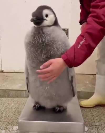 A struggle to weigh a 97-day-old baby emperor penguin.