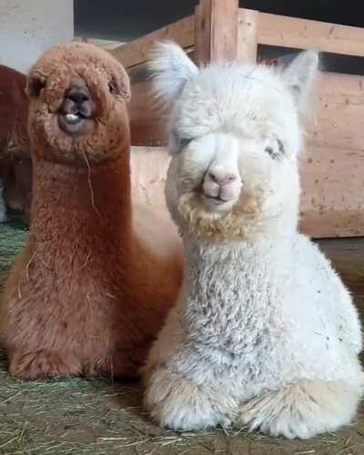 Fluffy llamas eating