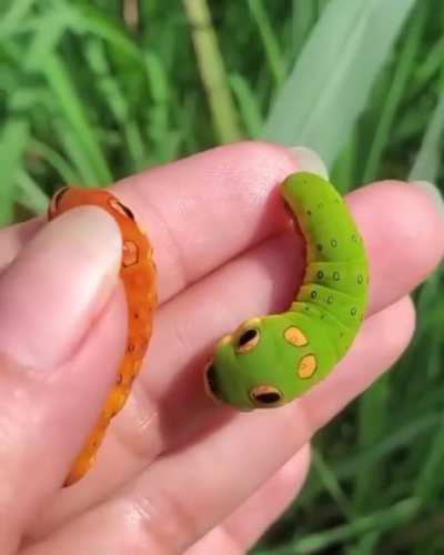 Swallowtail Caterpillars