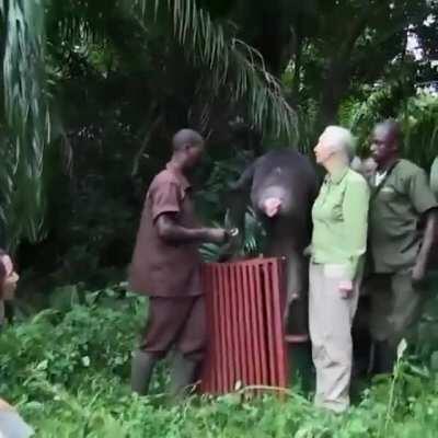 Rehabilitated chimpanzee named Wounda showed gratefulness to Jane and team upon release back to the wild.