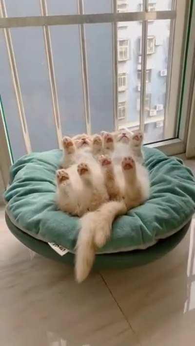 Adorable sleeping kitties 💓