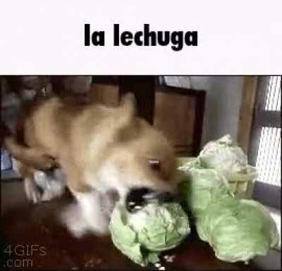 la lechuga