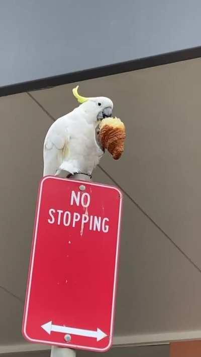 Just chillin, having his morning croissant!