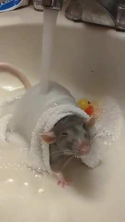 a sink spa for a happy rodent