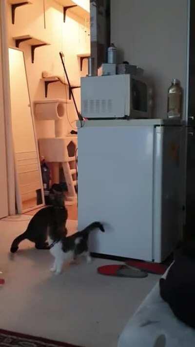 Cat takes down stuck toy so kitten can play with it again