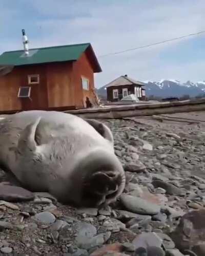 Dog and their baby seal friend.