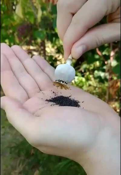 The way a poppy shell ingeniously protects and distributes its seeds