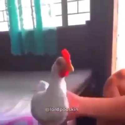 Gyroscopic chicken