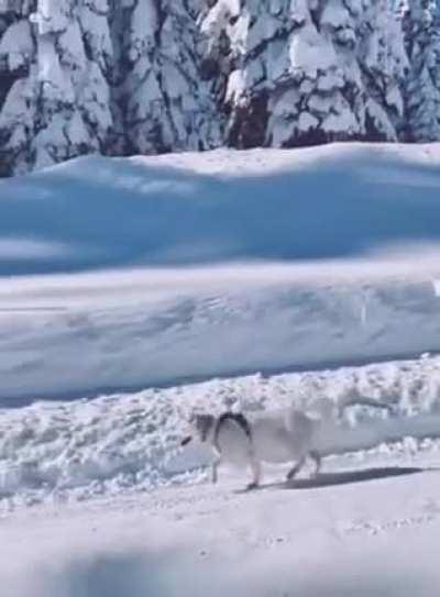 Doggo walking like in cartoons