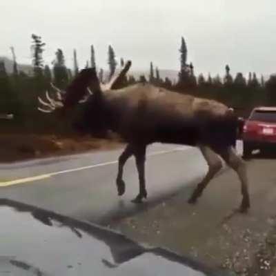 🔥 Absolute Unit Of A Moose Spotted Crossing A Road In Alaska