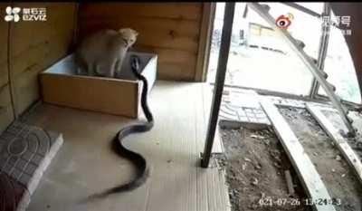 Kitty saves itself from cobra attack