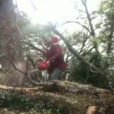 HMF while I cut this tree