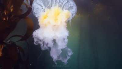 An aptly named egg-yolk jelly (Phacellophora camtschatica) pulses through the upper reaches of the kelp forest