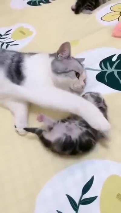 Mommy cat hugs baby kitten having a nightmare